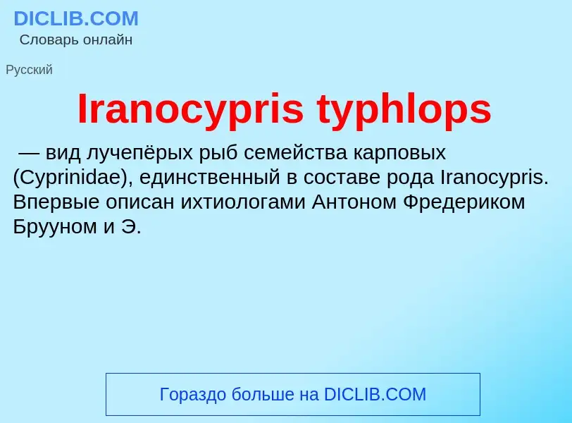 What is Iranocypris typhlops - definition