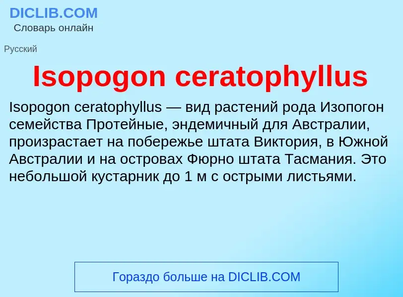 Was ist Isopogon ceratophyllus - Definition