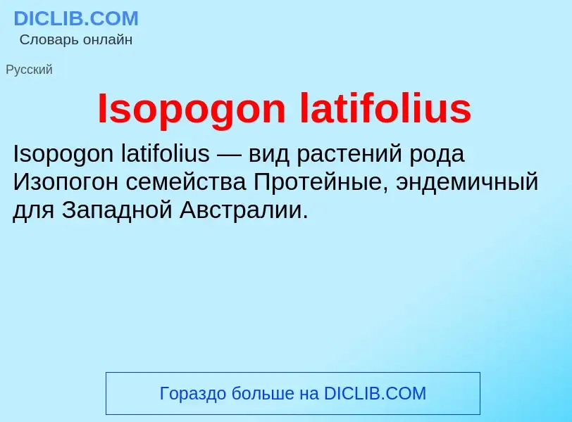 Что такое Isopogon latifolius - определение