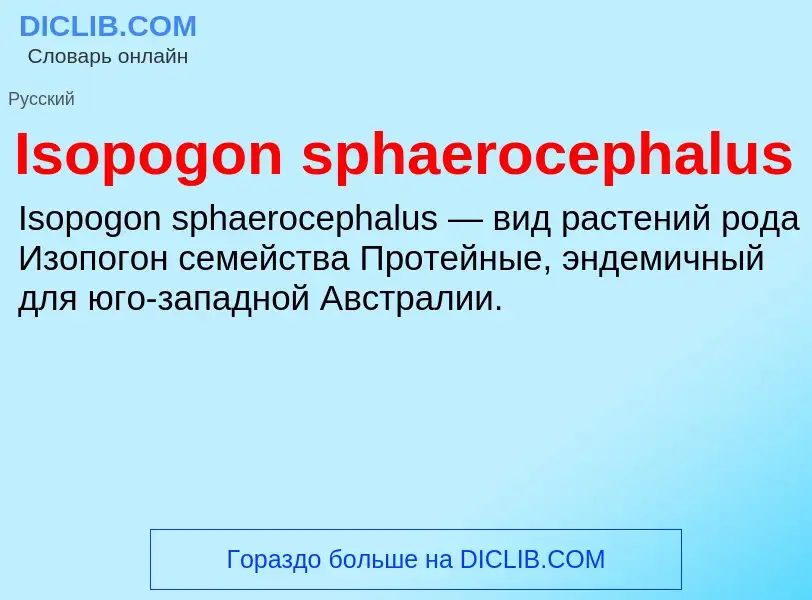 Was ist Isopogon sphaerocephalus - Definition