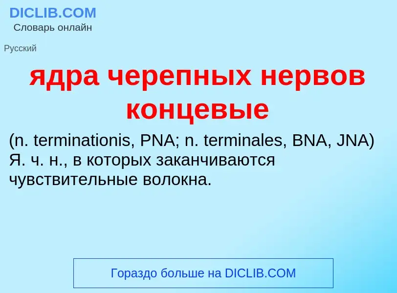 ¿Qué es ядра черепных нервов концевые ? - significado y definición