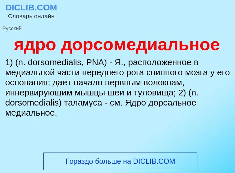 ¿Qué es ядро дорсомедиальное? - significado y definición