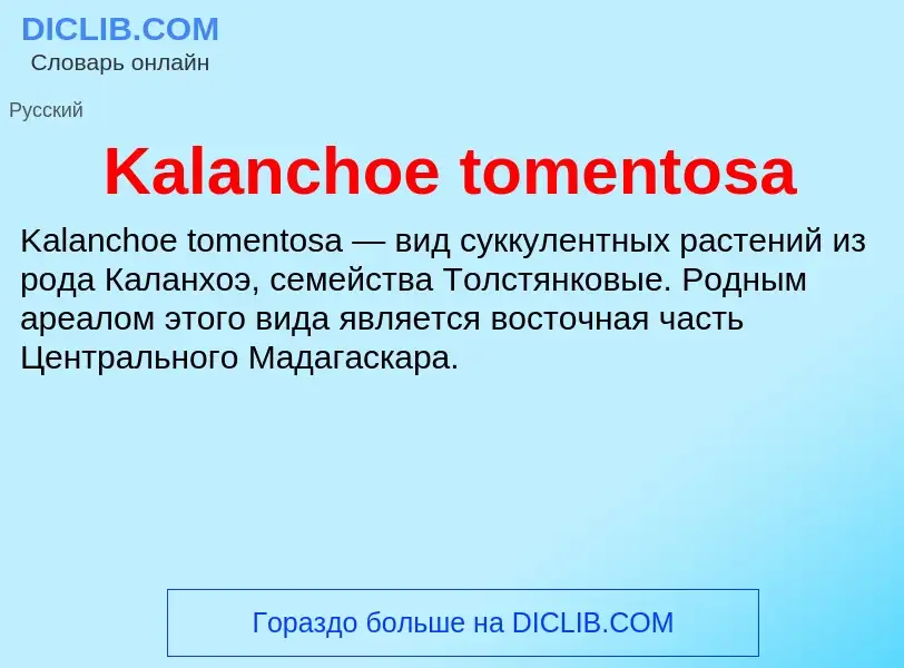 Что такое Kalanchoe tomentosa - определение