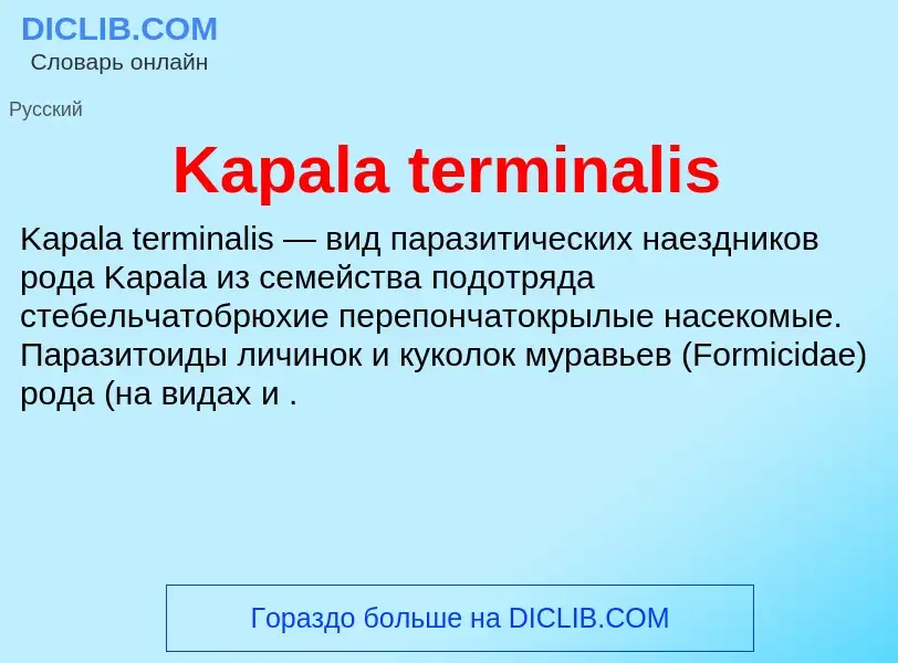 Wat is Kapala terminalis - definition