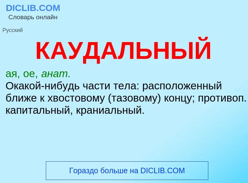 Что такое КАУДАЛЬНЫЙ - определение