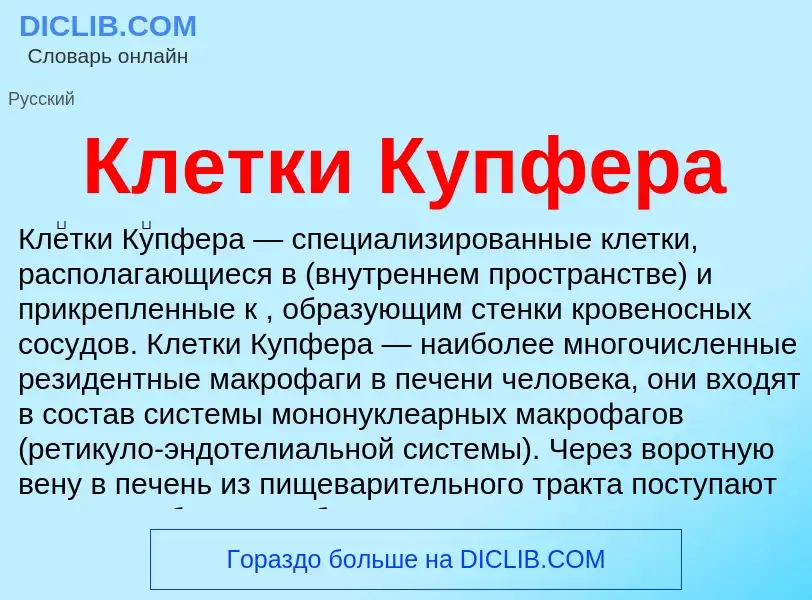 Qu'est-ce que Клетки Купфера - définition