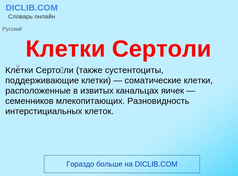 Что такое Клетки Сертоли - определение