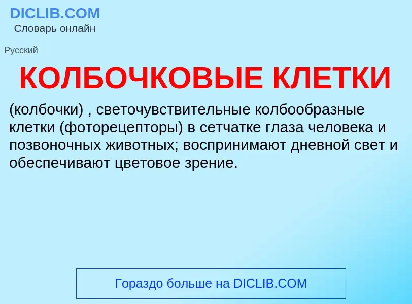 ¿Qué es КОЛБОЧКОВЫЕ КЛЕТКИ? - significado y definición