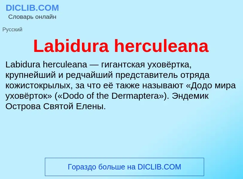 Что такое Labidura herculeana - определение