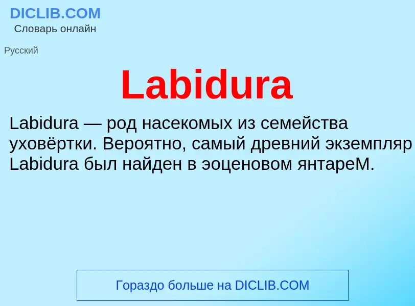 What is Labidura - meaning and definition