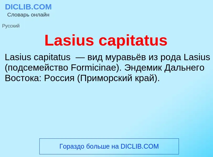 Что такое Lasius capitatus - определение