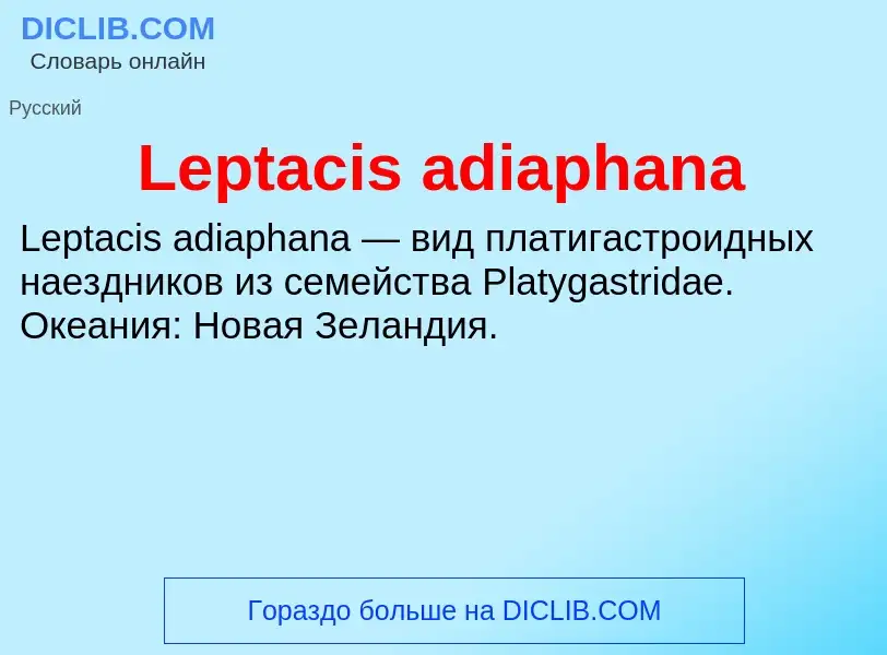 Was ist Leptacis adiaphana - Definition