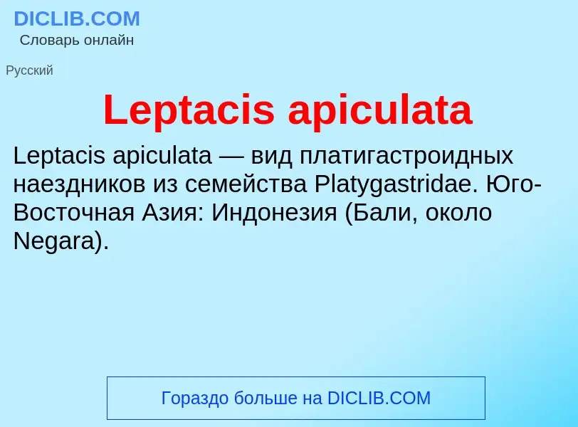 Was ist Leptacis apiculata - Definition