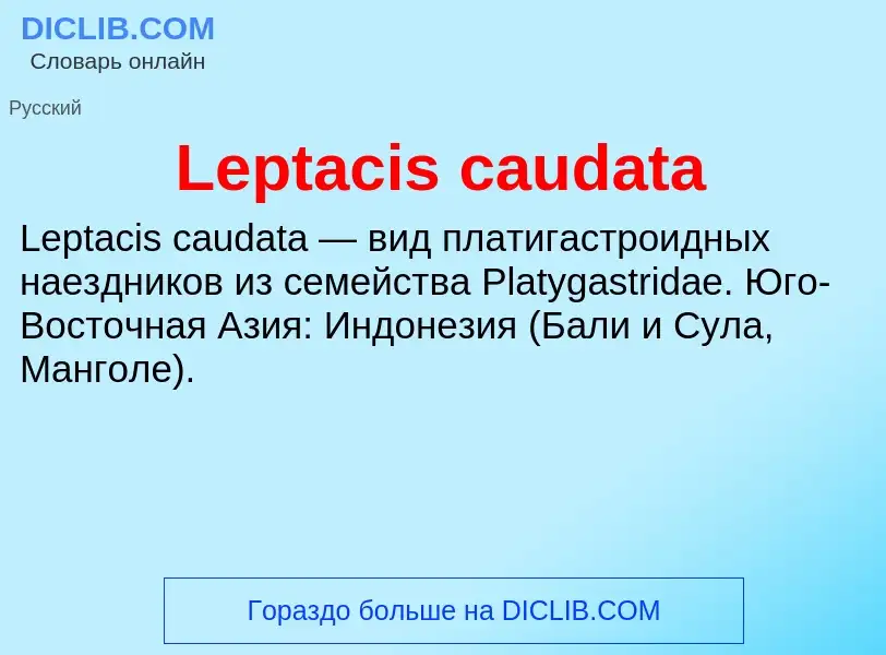 Was ist Leptacis caudata - Definition