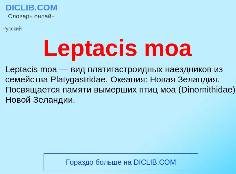 Was ist Leptacis moa - Definition