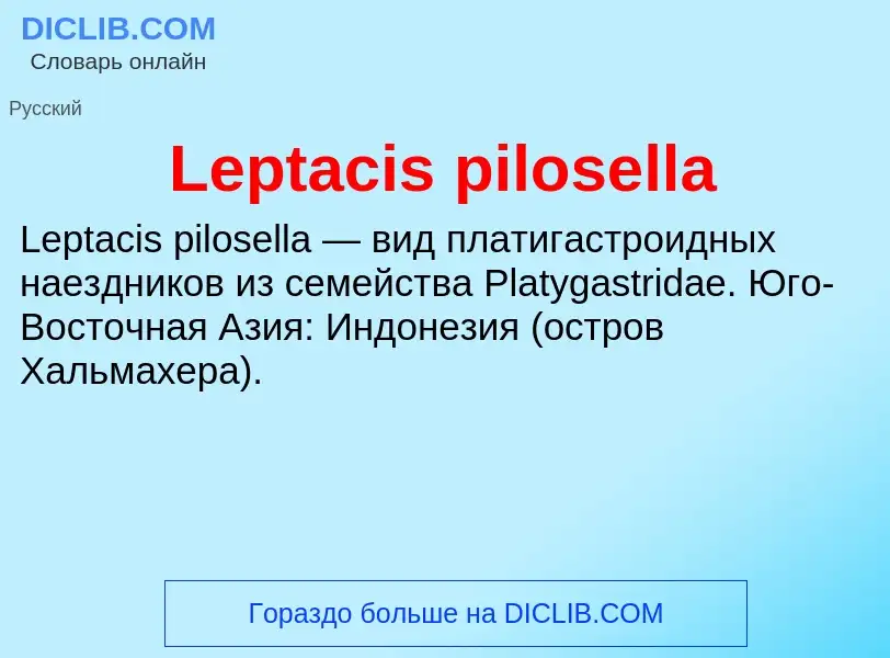 Was ist Leptacis pilosella - Definition