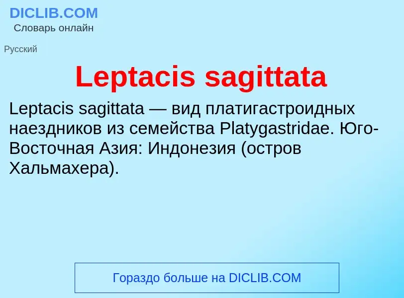 Was ist Leptacis sagittata - Definition