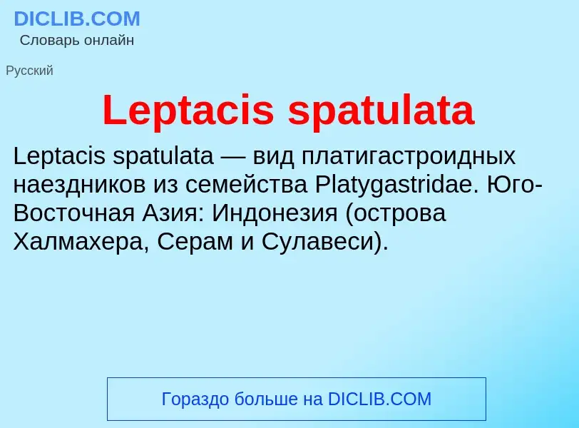 Was ist Leptacis spatulata - Definition