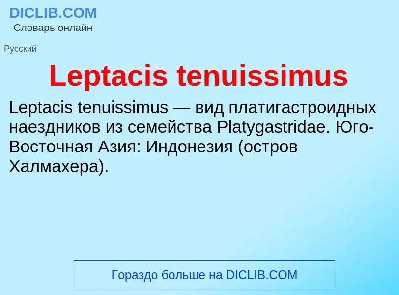 Was ist Leptacis tenuissimus - Definition