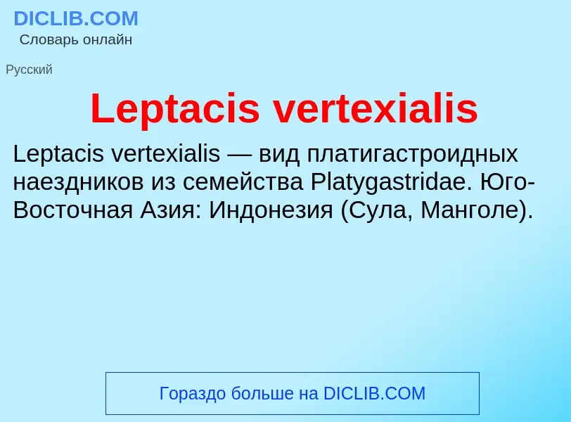 Was ist Leptacis vertexialis - Definition