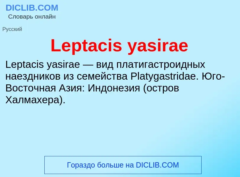 Was ist Leptacis yasirae - Definition