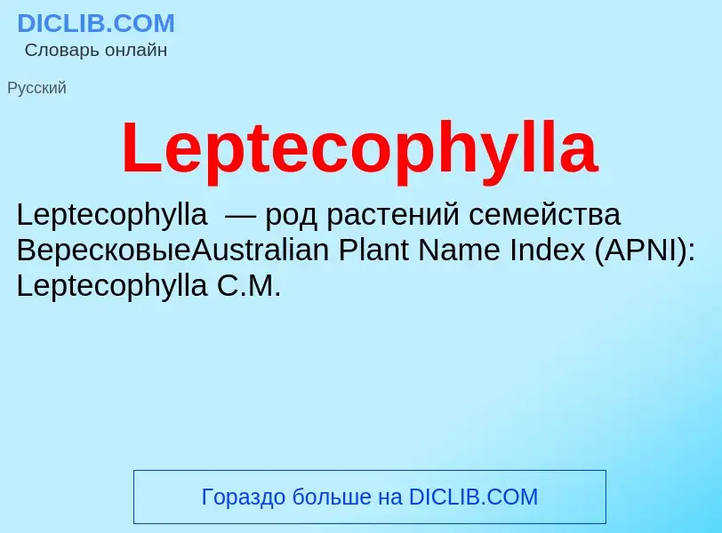 Was ist Leptecophylla - Definition