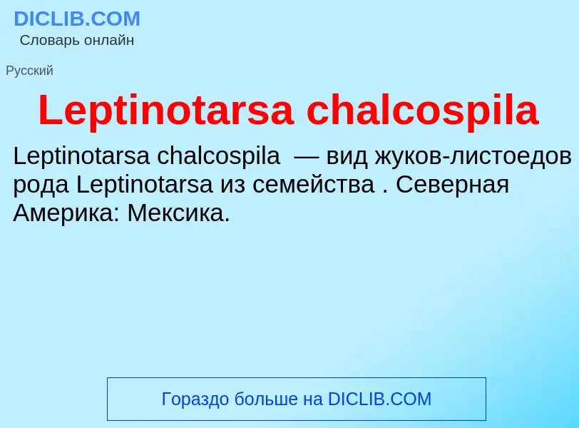 Was ist Leptinotarsa chalcospila - Definition