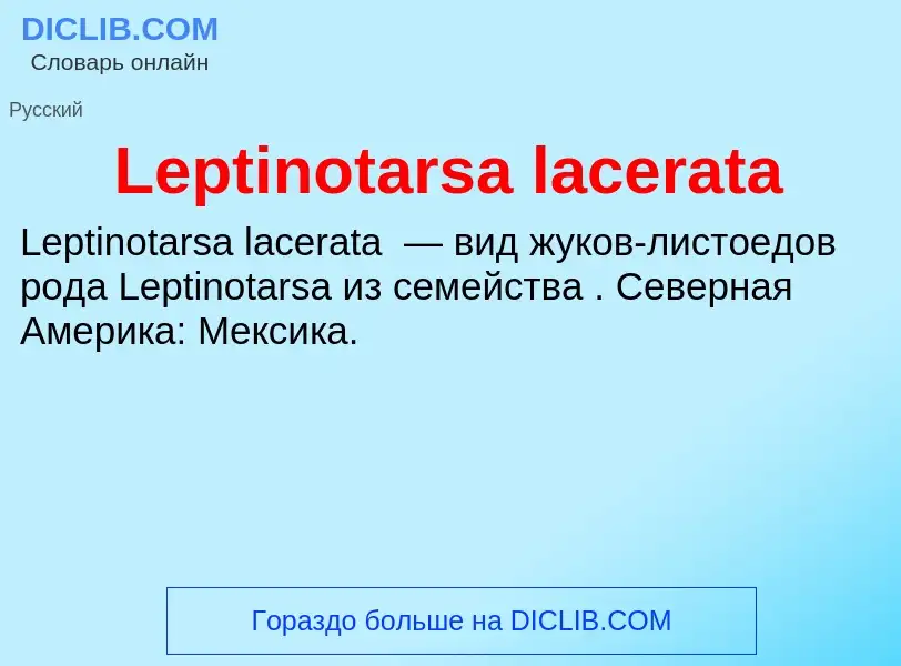 Was ist Leptinotarsa lacerata - Definition