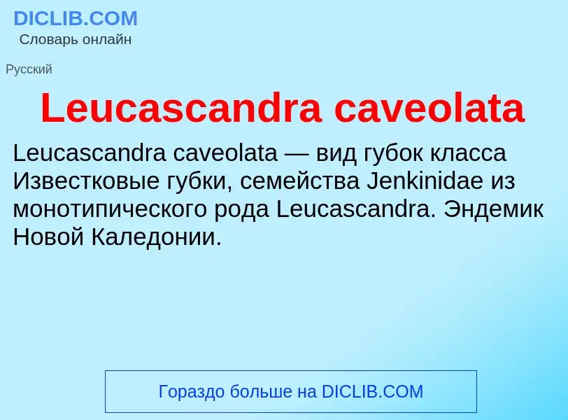 Was ist Leucascandra caveolata - Definition