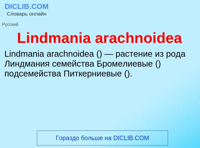 ¿Qué es Lindmania arachnoidea? - significado y definición