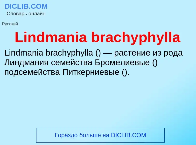 Was ist Lindmania brachyphylla - Definition