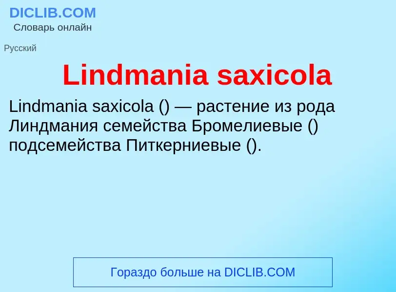 ¿Qué es Lindmania saxicola? - significado y definición