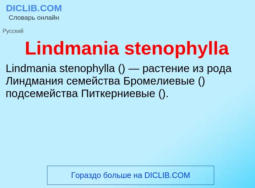 ¿Qué es Lindmania stenophylla? - significado y definición