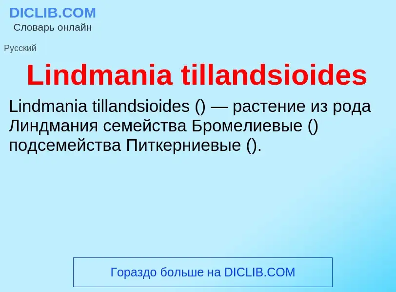 ¿Qué es Lindmania tillandsioides? - significado y definición