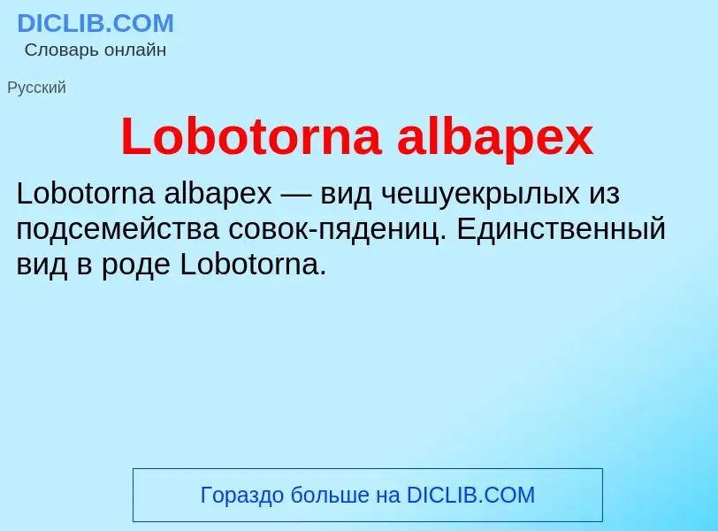 ¿Qué es Lobotorna albapex? - significado y definición