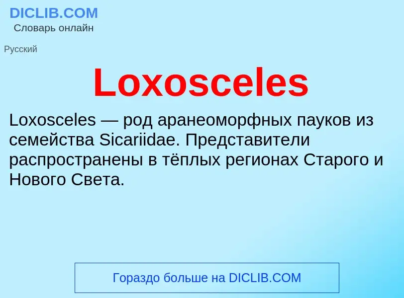 ¿Qué es Loxosceles? - significado y definición