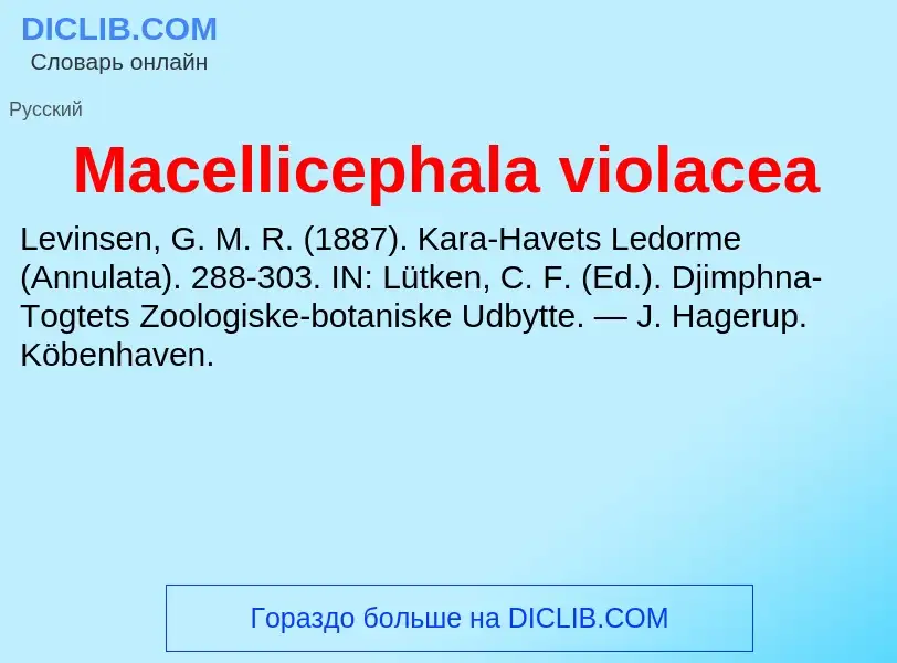 Was ist Macellicephala violacea - Definition