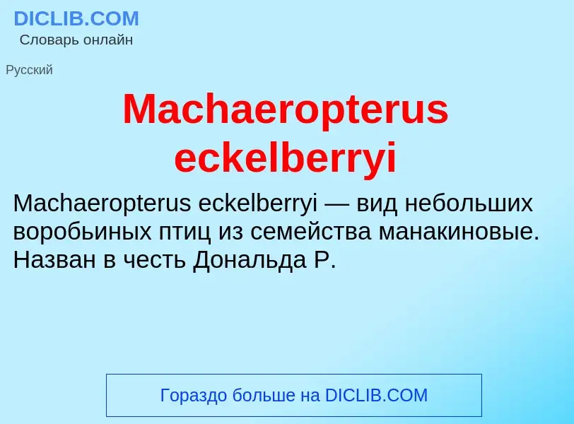 Was ist Machaeropterus eckelberryi - Definition