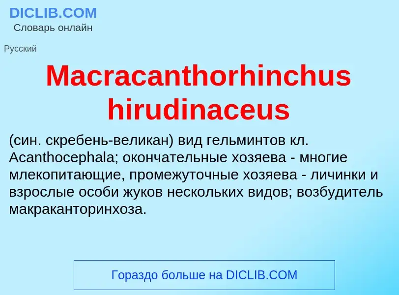 Τι είναι Macracanthorhinchus hirudinaceus  - ορισμός