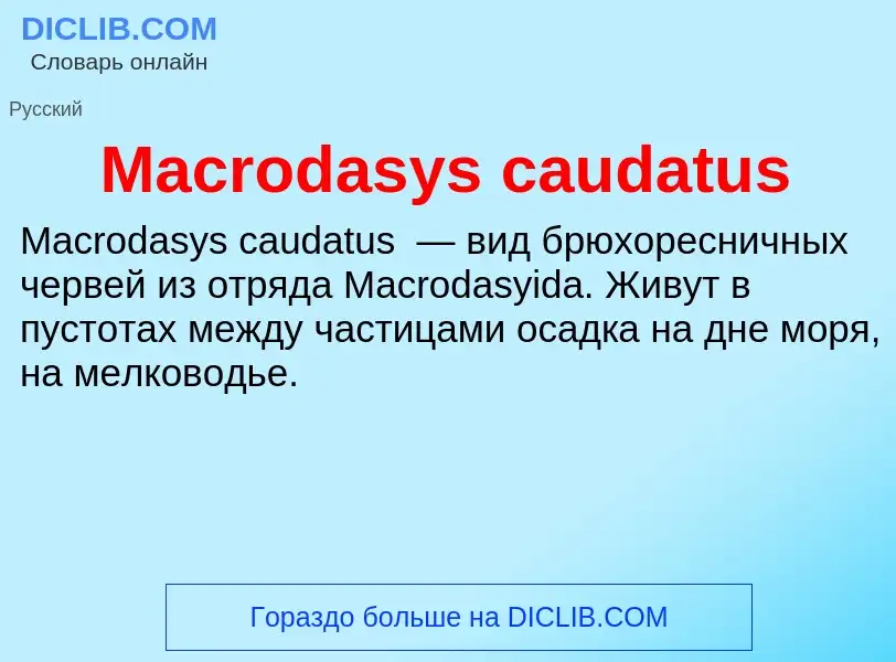 Τι είναι Macrodasys caudatus - ορισμός