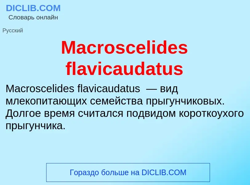 Τι είναι Macroscelides flavicaudatus - ορισμός