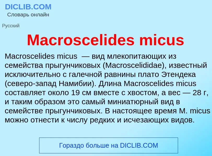 Τι είναι Macroscelides micus - ορισμός