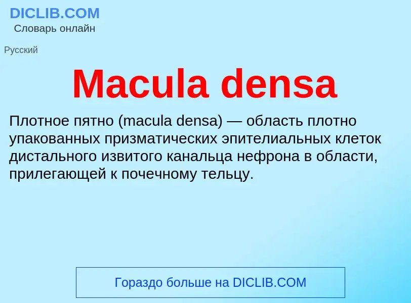 Τι είναι Macula densa - ορισμός