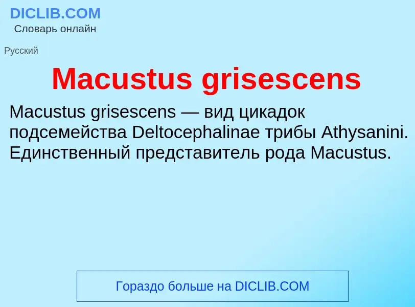 Was ist Macustus grisescens - Definition