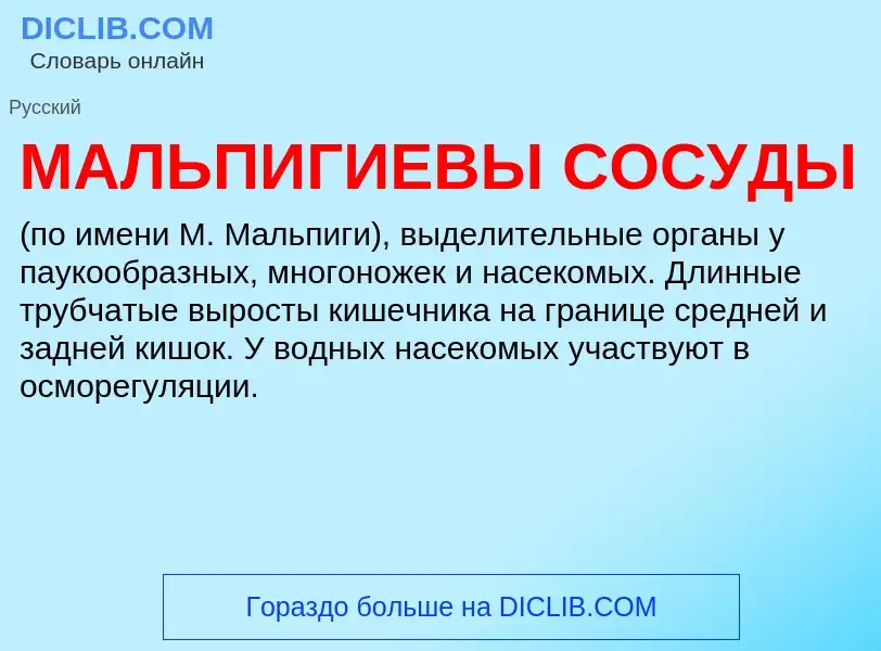 What is МАЛЬПИГИЕВЫ СОСУДЫ - definition