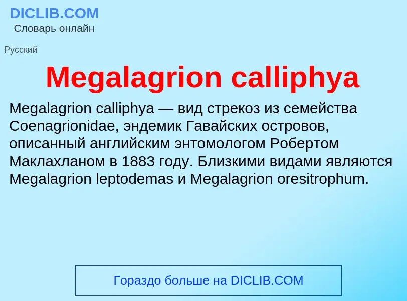 Was ist Megalagrion calliphya - Definition