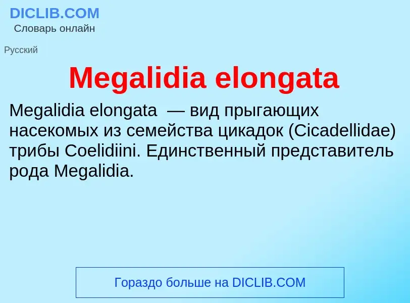 Was ist Megalidia elongata - Definition