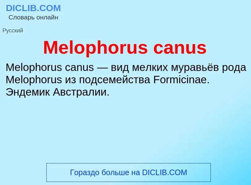 Was ist Melophorus canus - Definition