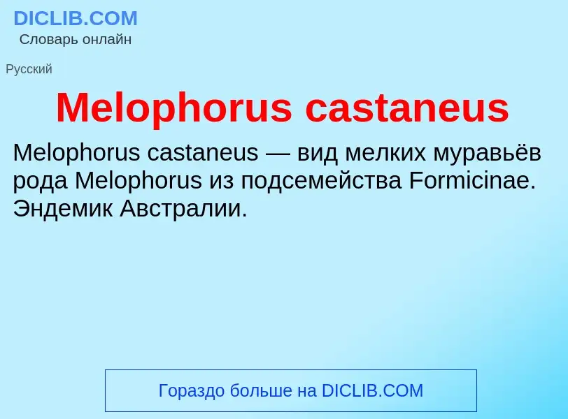 Was ist Melophorus castaneus - Definition