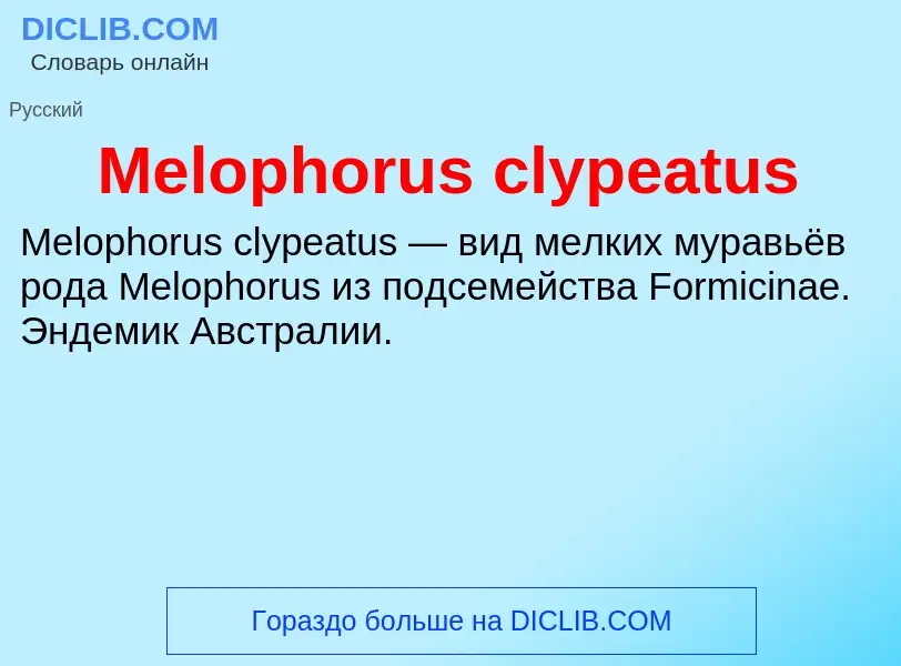 Что такое Melophorus clypeatus - определение